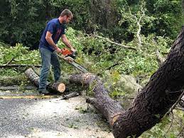 Best Root Management and Removal  in Depoe Bay, OR